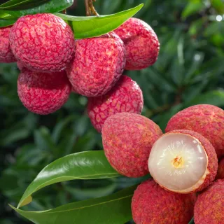 【WANG 蔬果】古早雞休閒農場黑葉荔枝3斤x1盒(去枝葉_果農直配)