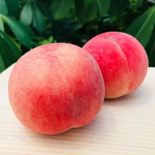【RealShop】加州空運水蜜桃約1.8kg±10%x1盒 7-9顆禮盒包裝(真食材本舖)