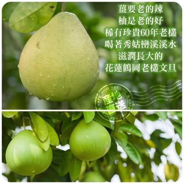 【WANG 蔬果】花蓮鶴岡老欉文旦10斤x1箱(9-12顆/箱_果農直配/中秋送禮/中秋柚子)