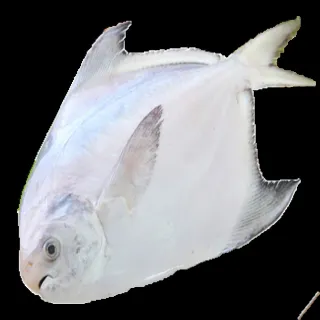 【海之醇】大規格野生正白鯧魚-3隻組(400g/隻)