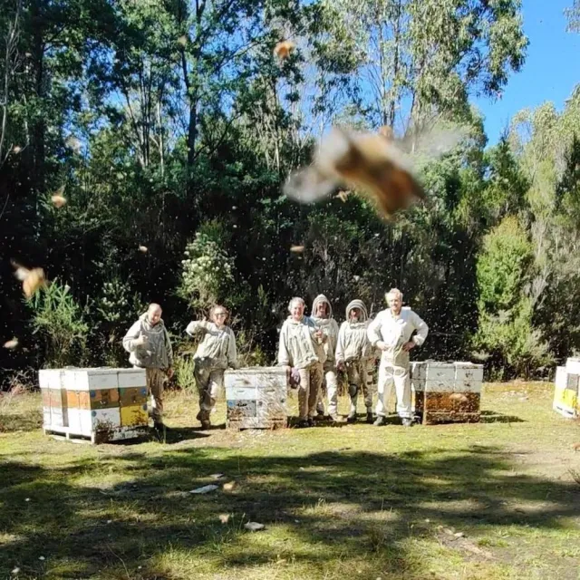 【THE TASMANIAN HONEY COMPANY】澳洲塔斯馬尼亞島尤加利生蜂蜜-1kg(Eucalyptus)