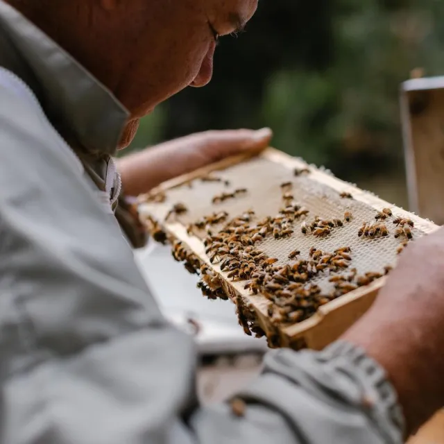 【THE TASMANIAN HONEY COMPANY】澳洲塔斯馬尼亞島聖誕樹生蜂蜜-1kg(Christmas Bush)