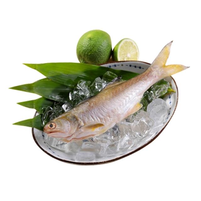 【華得水產】新鮮午仔魚8尾(250-280g/尾)