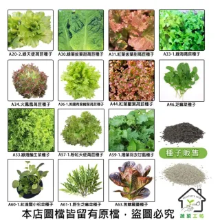 【蔬菜工坊】新手生菜類種子系列-各包裝數量詳見內文及圖片說明