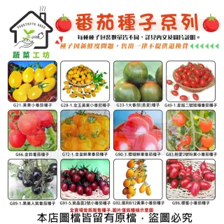 【蔬菜工坊】番茄 蕃茄種子系列-各種包裝數量詳見內文及圖片(小番茄 大番茄 紫番茄 黃果小番茄)