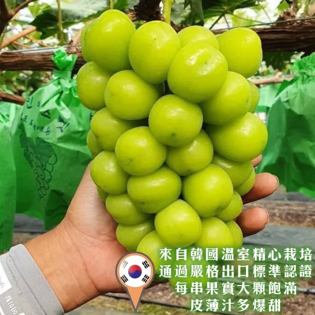 【WANG 蔬果】韓國麝香葡萄1串x1盒(600-700g/串_水果禮盒/三節禮盒)
