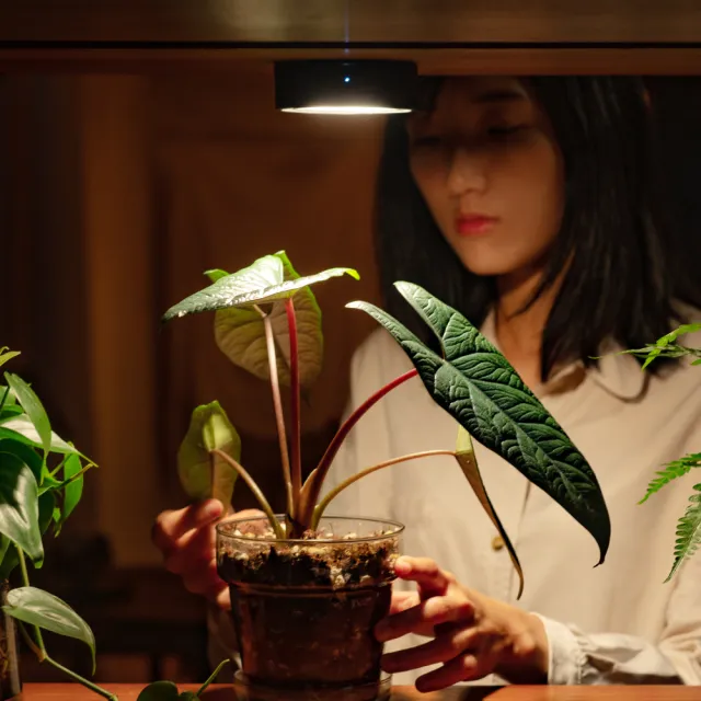 【ONF 光之間】MIST O 植霧光 隨吸植物燈(霧面黑)