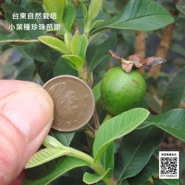 【沁意】無咖啡因減醣功效! 芭樂芯葉茶包特惠組(30入x3袋/免運)