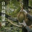 【黑貓嚴選】五甲木 泰國金枕頭榴槤6包★品質升級(300g/包 自然熟成 醇郁香甜)