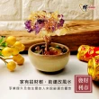 【財神小舖】聚寶進財 水晶招財樹 三款任選(已開光 辦公桌 擺設 聚財 招財 財運 發財樹)