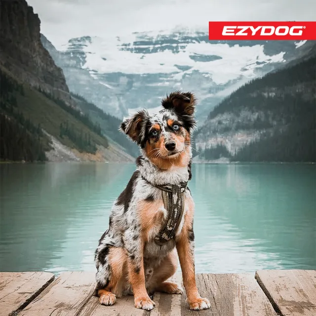 【EZYDOG】狗體工學胸背帶 特殊色 M號(送400元寵物車用束帶 寵物胸背帶 H型胸背帶 寵物用品 牽繩)