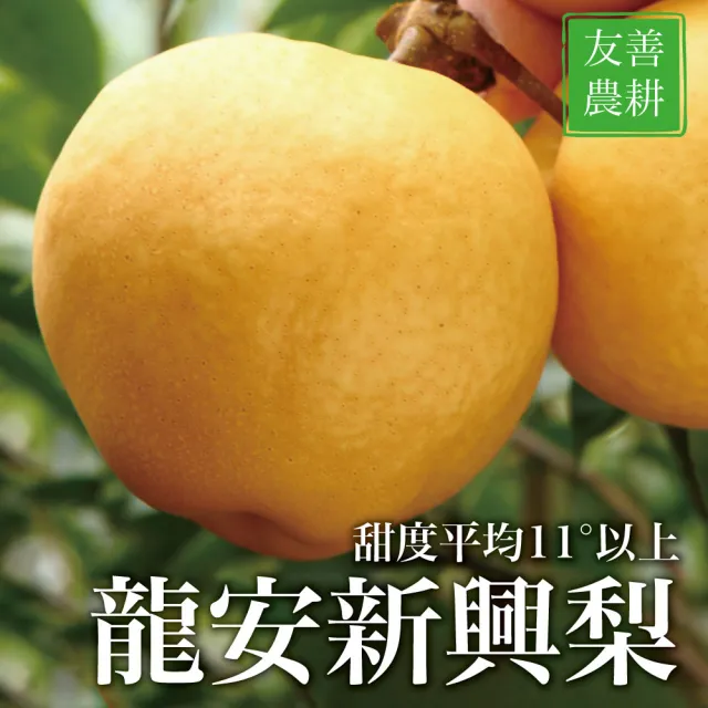 【十翼饌】選果 龍安果園 台中新社特選LV等級新興梨3300gx1盒(550gx6顆入/盒_中秋禮盒_光波水梨_產地直送)