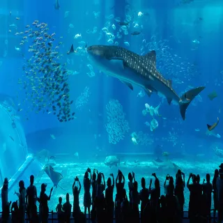 【喜鴻假期】【沖繩４日機票促銷】樂桃早去晚回20公斤托運+7公斤隨身行李(含稅/純機票)