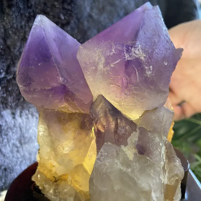 【Cozy 世界水晶原礦與茶】剛果紫晶大牙 43-5(招財和招貴人的磁場)