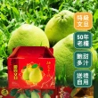 【台灣紅】鶴岡50年老欉特級文旦10斤x1盒(7-12顆/10斤/中秋禮盒_中秋柚子)