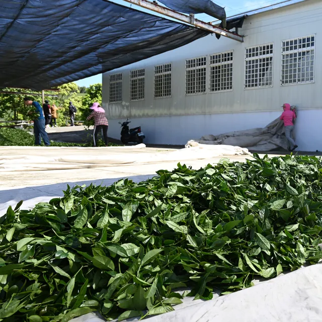 【Funbodhi 方菩提】奶香金萱茶/烏龍茶/高山茶75gx40包(共5斤;冷泡茶/阿里山/春茶)