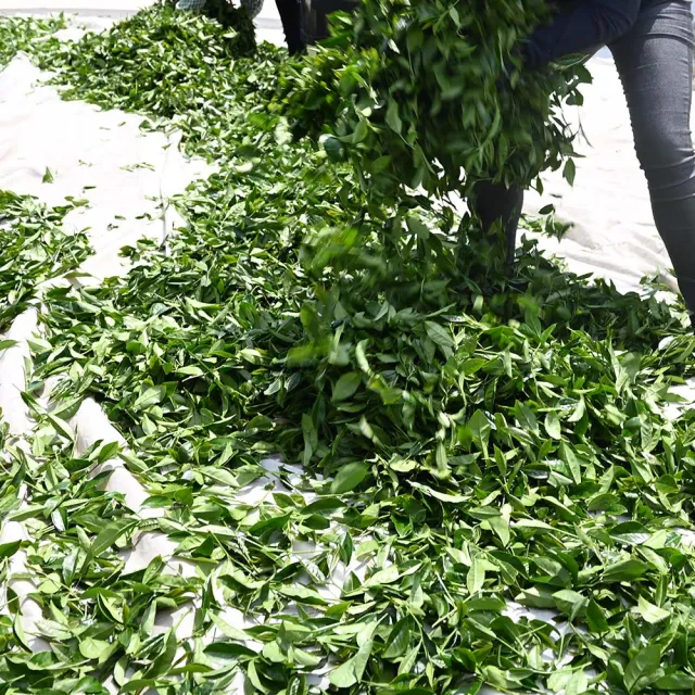 【方菩提】嚴選黃金烏龍茶75gx24包 高山茶(共3斤/冠軍產區/春茶/阿里山/年節禮物)
