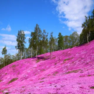 【喜鴻假期】【長榮芝櫻感謝祭北海道７日】芝櫻公園、浪漫鬱金香、企鵝遊行、洞爺花火、螃蟹美人湯
