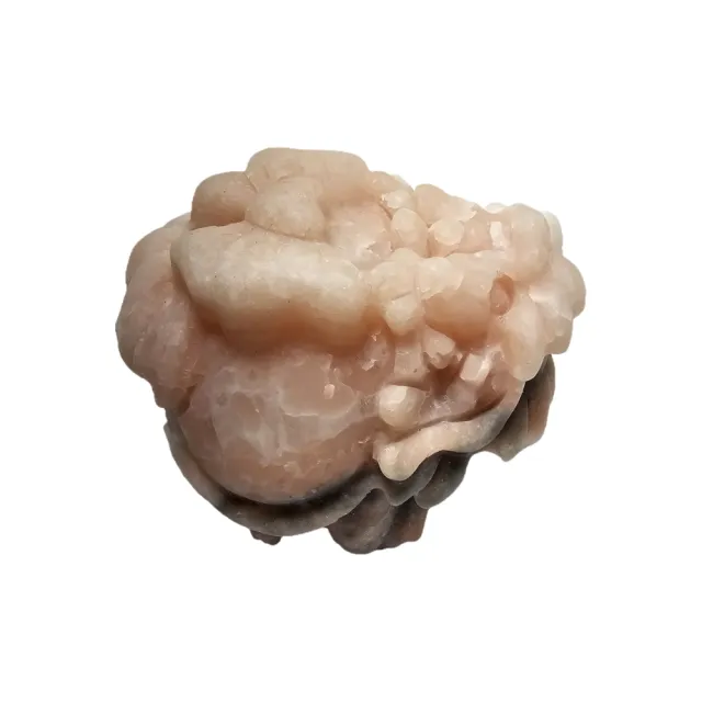 【藏古祥館】蝴蝶結龍龜 XA47(龍龜)