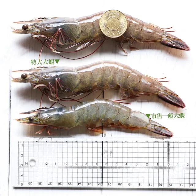 【築地一番鮮】31/35｜海水養殖白蝦500g｜2盒(約500g/盒/約17尾)