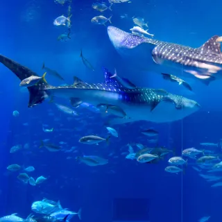 【喜鴻假期】【促銷回饋沖繩４日】海博館海豚秀、星野下午茶、系滿魚市場、PARCO CITY