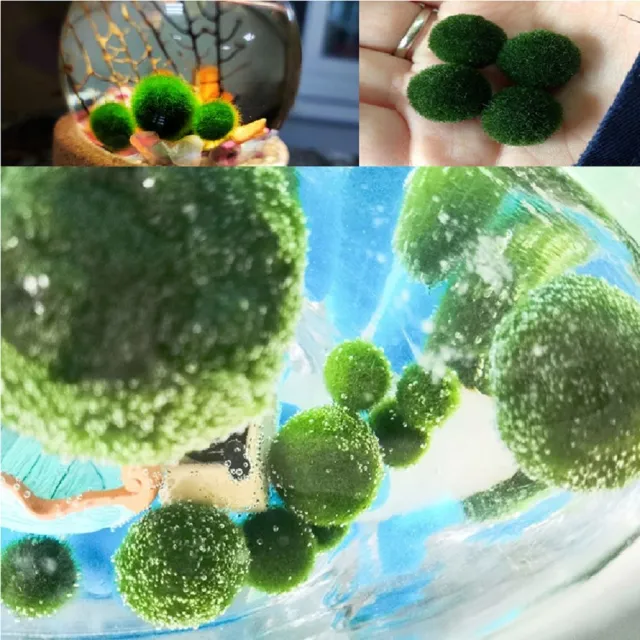 【A-ONE 匯旺】萬聖節 吸血王后 生態植栽瓶 含2顆綠藻 白光LED 150ml布丁杯 DIY綠藻球水草微景觀