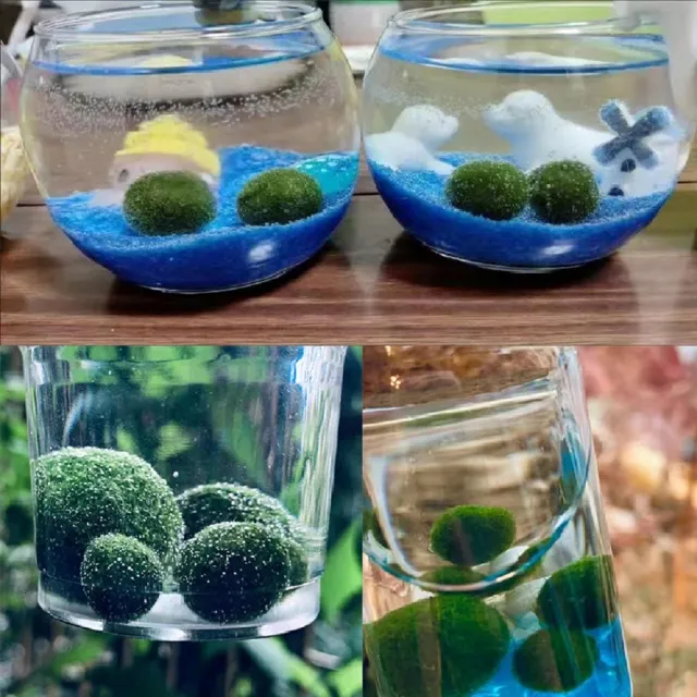 【A-ONE 匯旺】紅鯉魚+夜光荷花荷葉 微型生態瓶 含2顆綠藻 白光LED 150ml布丁杯 DIY綠藻球水草瓶