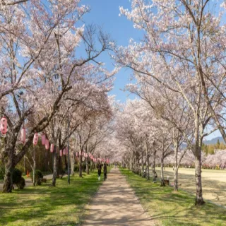 【喜鴻假期】【櫻花漫舞九州全覽５日】櫻花下野餐、湯布院、熊本城、櫻島遊船、指宿沙浴、仙巖園