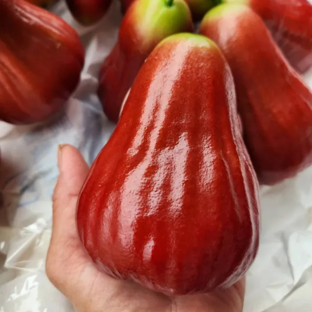 【黑貓嚴選】劉家果園-黑糖芭比蓮霧禮盒1盒(3000g/盒；水果禮盒；伴手禮)