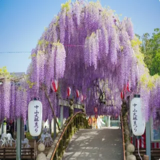 【喜鴻假期】【紫愛熊本5日】熊本城、中山大藤祭典、高千穗峽、九重夢大橋、湯布院、柳川遊船