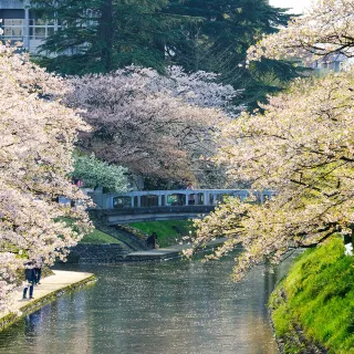 【喜鴻假期】【櫻花百選北陸５日】國寶彥根城、高岡古城公園、白川鄉合掌村、金澤兼六園、兩晚溫泉