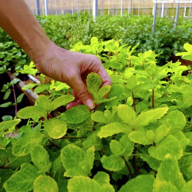 【梁山水泊】島嶼香蜂草茶包(2.0gx15入/袋)