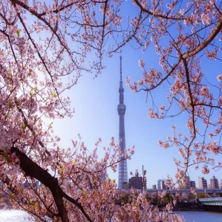 【喜鴻假期】【東京漫舞櫻花５日】橫濱百選櫻花、新宿御苑、箱根富士遊船、千鳥之淵、敘敘苑、螃蟹溫泉