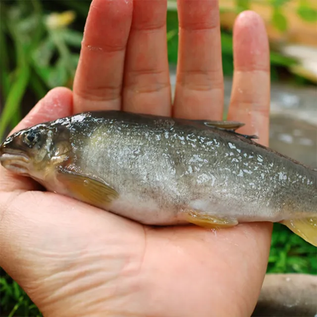 【築地一番鮮】宜蘭｜帶卵母香魚3盒｜11-18尾裝/920g/盒