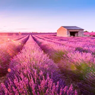 【喜鴻假期】【紫戀薰衣草．南法１０日】尼斯、瓦倫索爾薰衣草花海、賽南克修道院、羅浮宮、米其林推薦