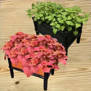 【田園樂】育材單層架高一節種植箱-45*30*32計2組(組合種植箱種菜箱/籃耕離地栽培/2入一組)