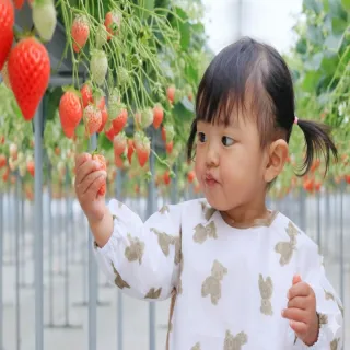 【喜鴻假期】【高雄出發．東北X東京雙都５日】採草莓、敘敘苑燒肉、大內宿、雷門淺草寺、溫泉泡湯