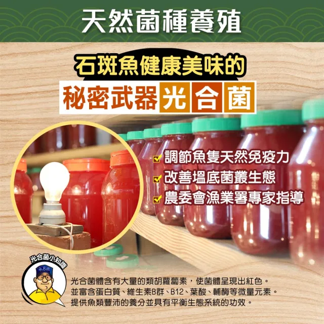 【蘇班長安心石斑】究極去刺龍虎石斑鮮魚切塊300g 3入組(機器+人工高規去刺 外銷加拿大)