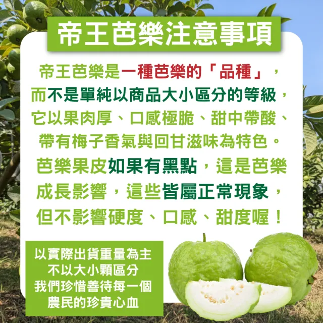 【農民直配】台灣嚴選帝王芭樂(10斤/箱)