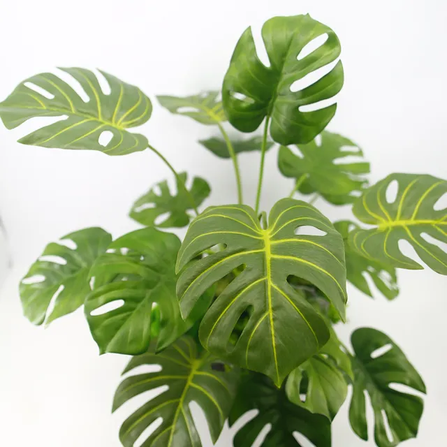 【HUGO DECO 榆果傢飾】城市綠洲龜背芋植栽 免運專人配送限雙北市(開幕/新春/春節/過年/送禮)