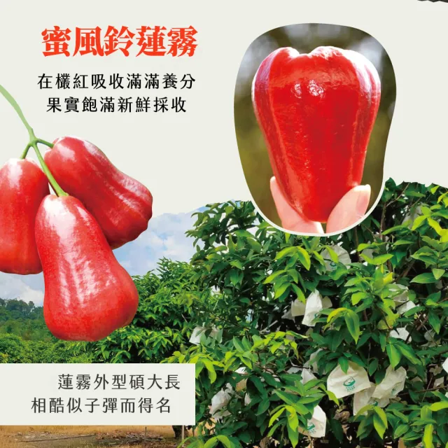 【初品果】高雄六龜蜜風鈴蓮霧禮盒2斤12粒x4盒(共48顆_每顆約100g/送禮/禮盒/水果禮盒)
