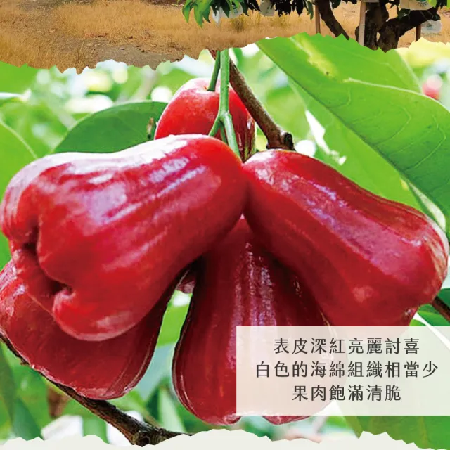 【初品果】高雄六龜蜜風鈴蓮霧禮盒4斤16-22粒x4盒(每顆約100g-140g/送禮/禮盒/水果禮盒)