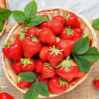 探果籽_嚴選陽光大湖草莓中果經濟組1.5kg*1箱(冬天最幸福_季節限量＿超值大份量箱)