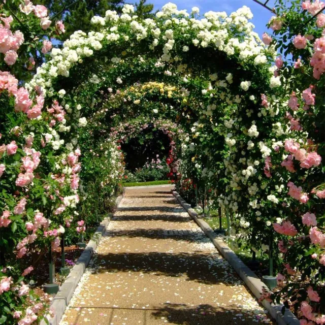 【poko】白色拱門花架附底座 200*230cm 花園藝 花架 爬藤架 攀爬架 支撐架 婚慶支架 加固花支架