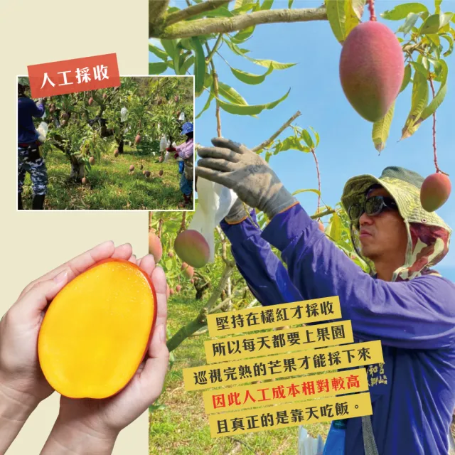 【初品果】屏東青農楊忠憲-枋山阿憲愛文芒果禮盒5斤6-8顆x4盒(大果_山頂上的愛文芒果_禮盒)
