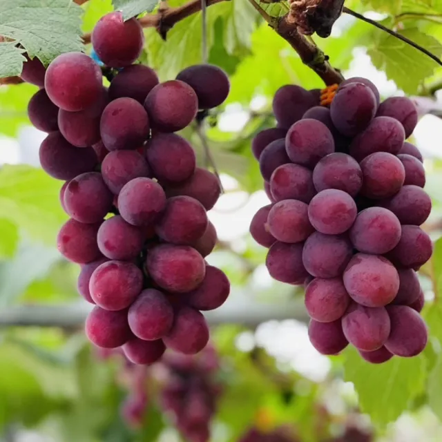 【2026】葡萄推薦ptt》10款高評價人氣品牌排行榜 | 好吃美食的八里人