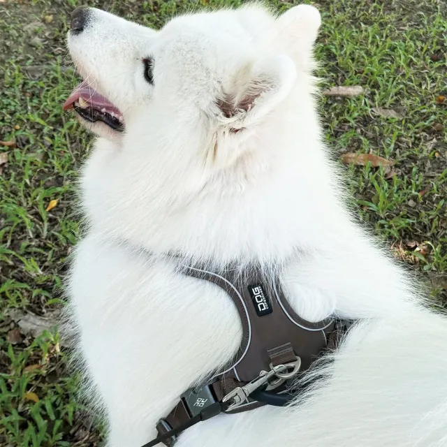 【DOG Copenhagen】丹麥犬胸背帶Pro款-M(狗狗專用 頂級旗艦 舒適好操控)