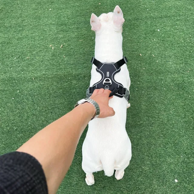 【DOG Copenhagen】丹麥犬胸背帶Pro款-L(狗狗專用 頂級旗艦 舒適好操控)