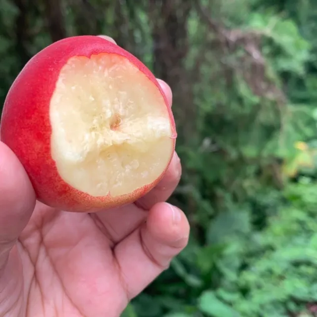 【黑貓嚴選】《喜樂拉拉山》一口水蜜桃禮盒(13~20粒/1200g/盒)