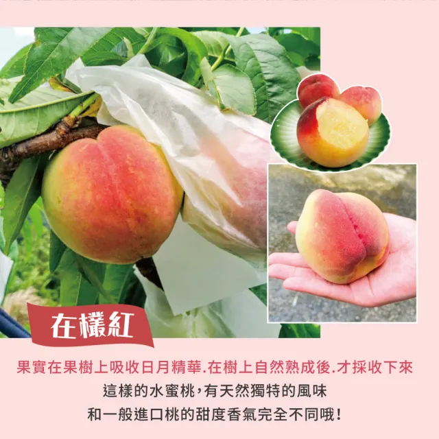 【初品果】7月桃-拉拉山水蜜桃禮盒12顆3斤x1盒(共12顆 食尚玩家推薦_季節限定_送禮禮盒_產地直送)